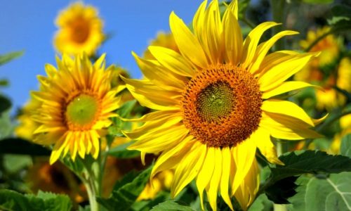 Petalele de floarea-soarelui – leac pentru febra, dureri de cap, imunitate scazuta