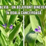 Salvia - adjuvant valoros in cancer