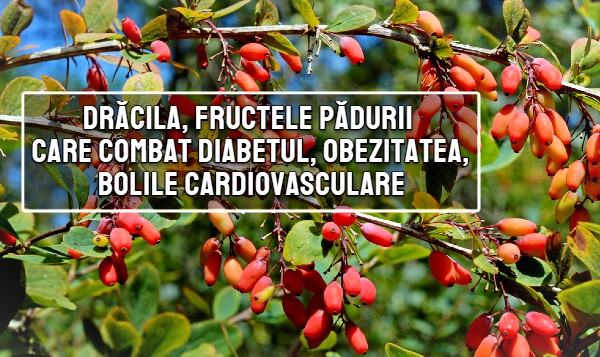 Dracila, fructele padurii care combat diabetul, obezitatea, bolile cardiovasculare