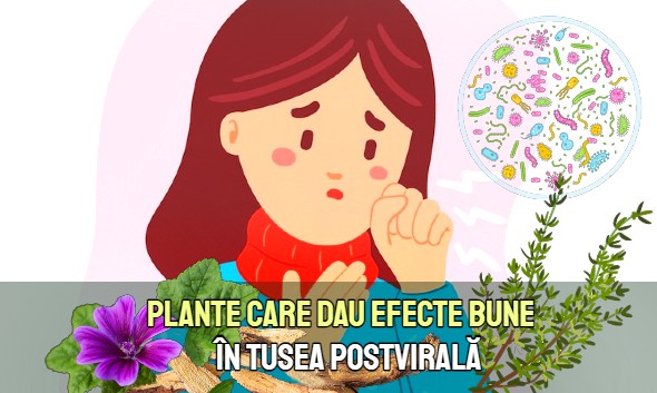 Plante care dau efecte bune in tusea postvirala