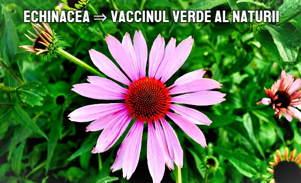 Echinacea - vaccinul verde al naturii
