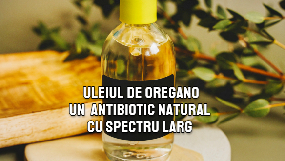 Uleiul de oregano – unul din cele mai puternice antibiotice naturale