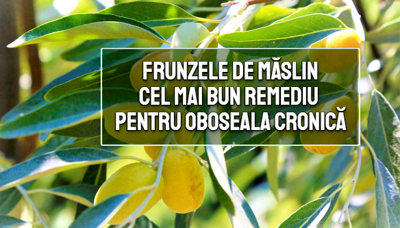 Frunzele de maslin - cel mai bun remediu pentru oboseala cronica