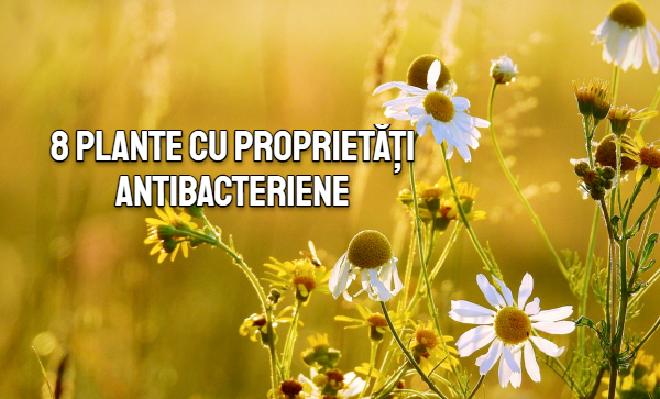 8 plante antibacteriene