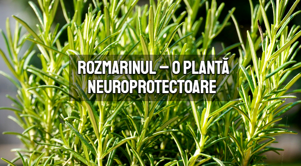 Rozmarinul – o planta neuroprotectoare 