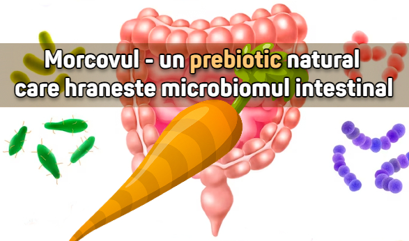 Morcovul - un prebiotic natural care hraneste flora intestinala
