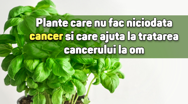 Plante care nu fac niciodata cancer si care ajuta la tratarea cancerului la om