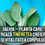 Salvia – planta care pastreaza tineretea creierului si vitalitatea corpului