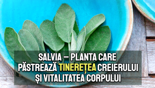 Salvia – planta care pastreaza tineretea creierului si vitalitatea corpului
