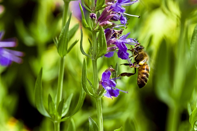 Isopul – o plantă medicinală sacră