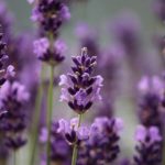 Lavanda, floarea sistemului nervos - proprietăți și tratamente