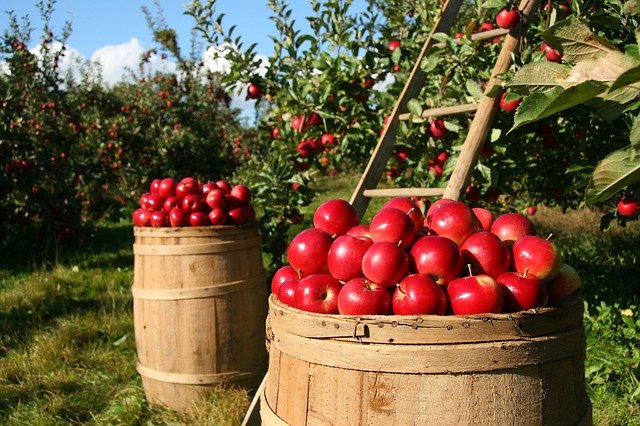 Calităţile terapeutice ale merelor 