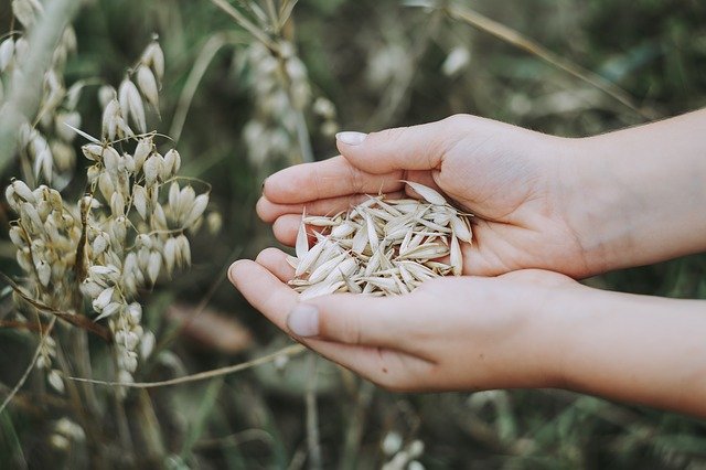 Cerealele – baza unei diete sănătoase!