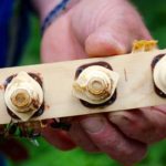 Lăptişorul de matcă - beneficii pentru întregul organism