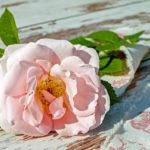 Ceasca de sanatate – ceaiul de trandafir