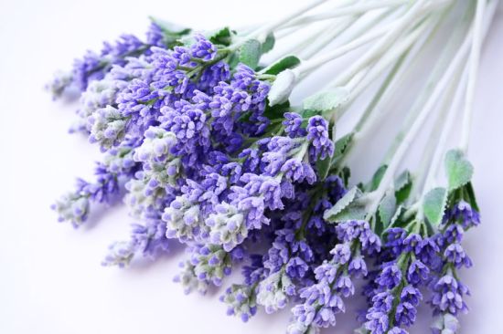 Lavanda (Lavandula angustifolia, fam. Lamiaceae)