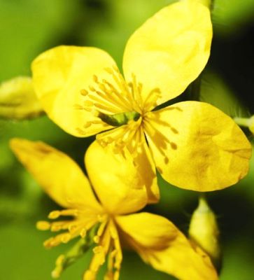 Rostopasca (Celidonium majus)