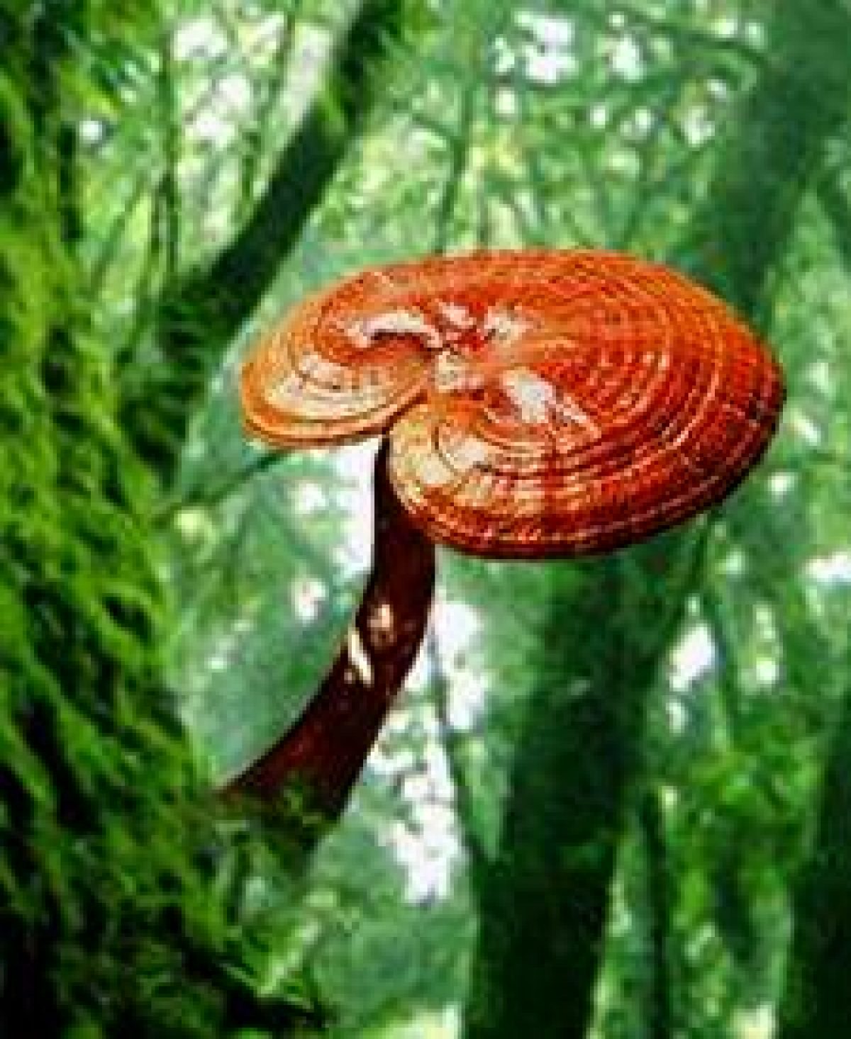 Ciuperca Ganoderma lucidum favorizează slăbirea