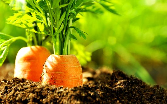 Ulei esențial de morcov (Daucus carota) 