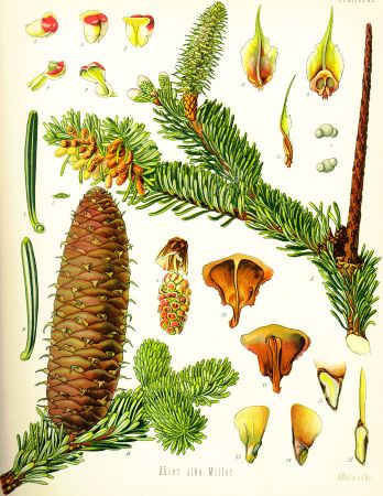 Ulei de Brad Alb (Abies alba)