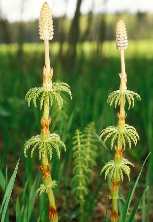 Coada-calului (Equisetum arvense)