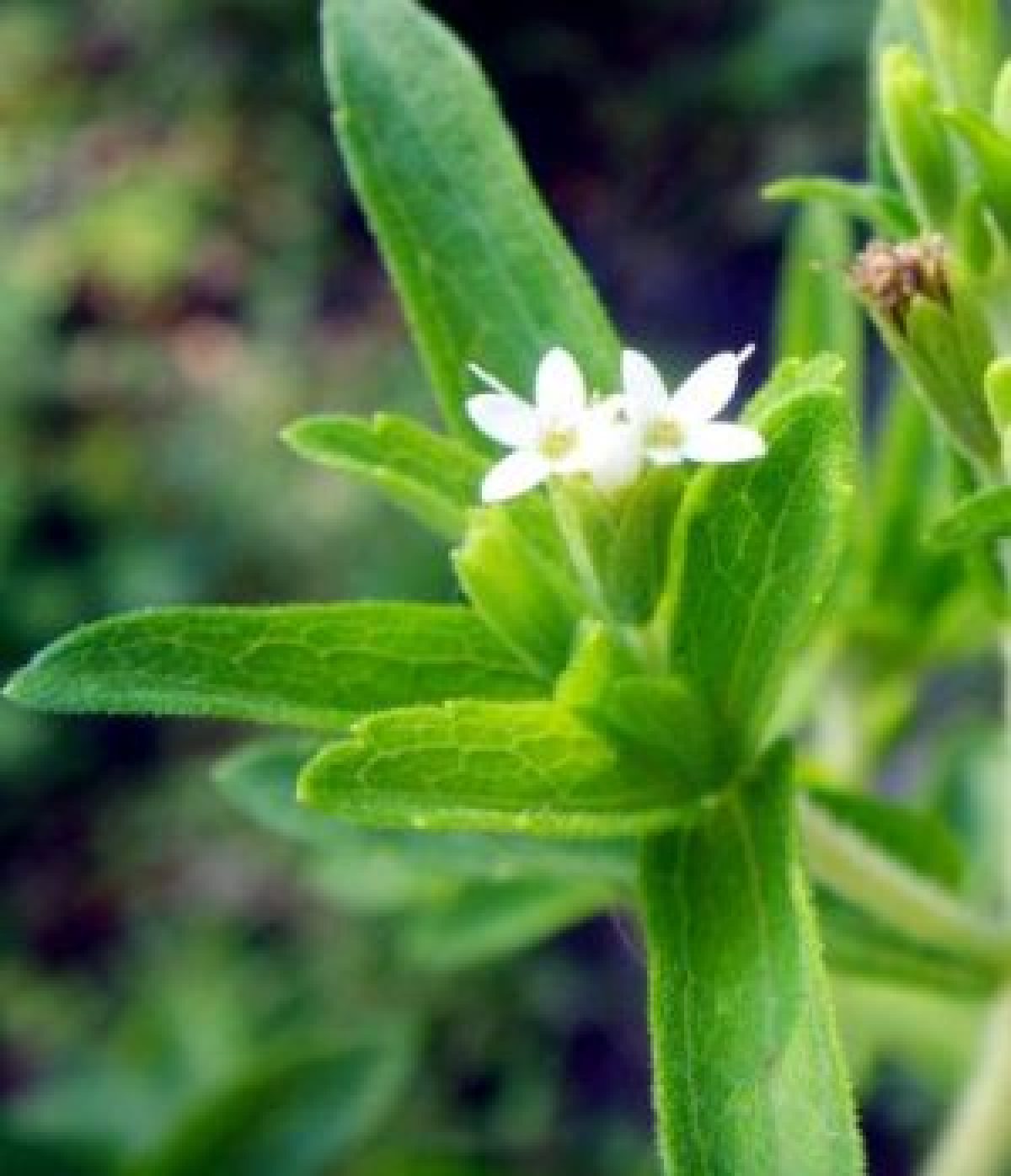 Растение заменитель сахара. Стевия. Stevia rebaudiana. Стевия растение. Стевия медовая растение.