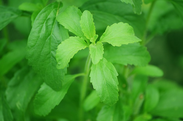 Stevia - indulcitor natural aprobat de UE