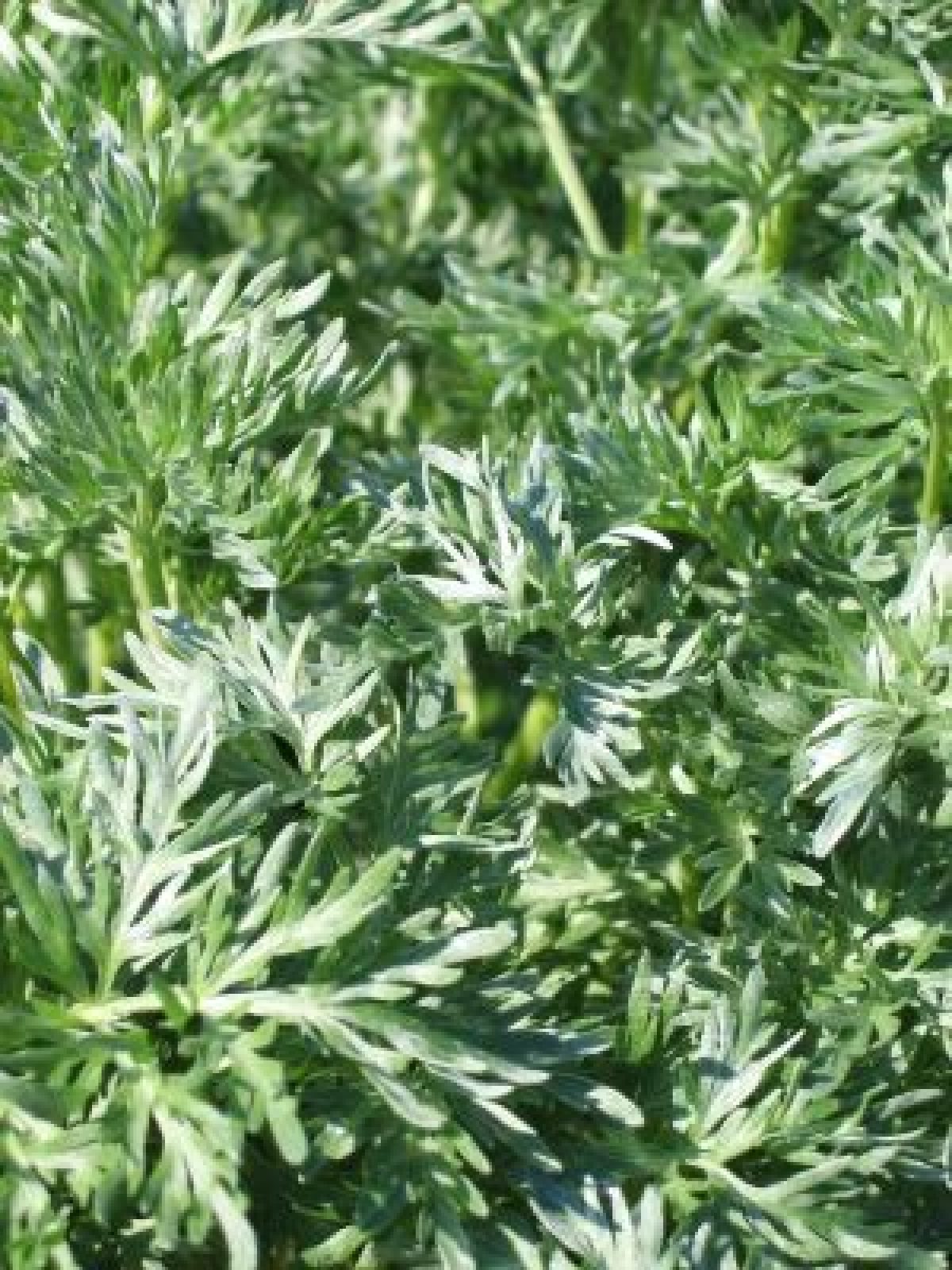 Ceai de pelinita sau pelin dulce (Artemisia Annua), g, Pelin pentru a îmbunătăți vederea