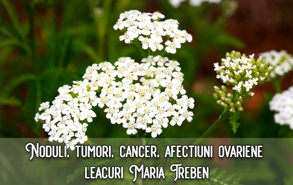 Noduli la san, tumori, cancer, afectiuni ovariene – leacuri Maria Treben