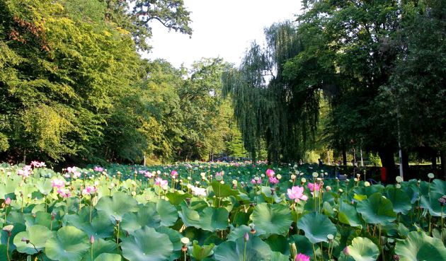 Lacul cu Nuferi Băile Felix