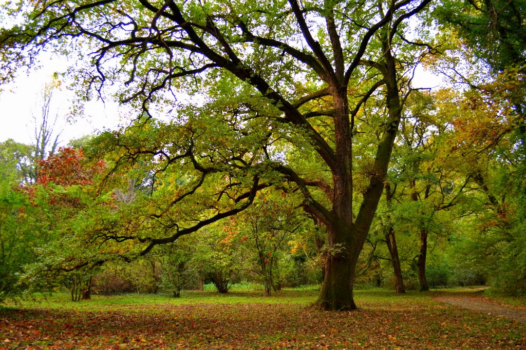 Arboretumul-Simeria-7