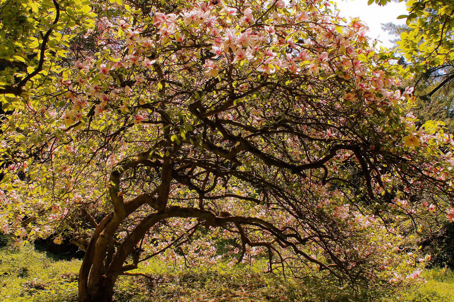 Magnolia_din_Arboretum_Simeria