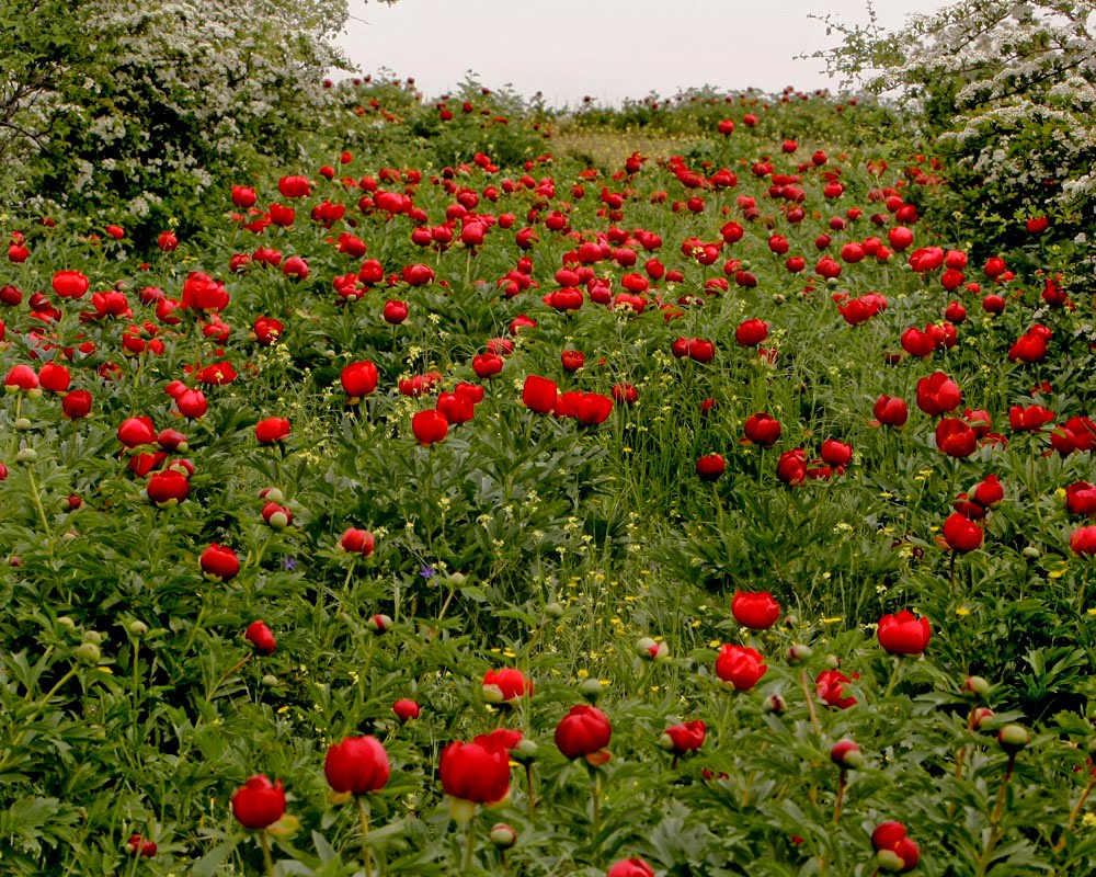 bujori,flori ,culori_0695