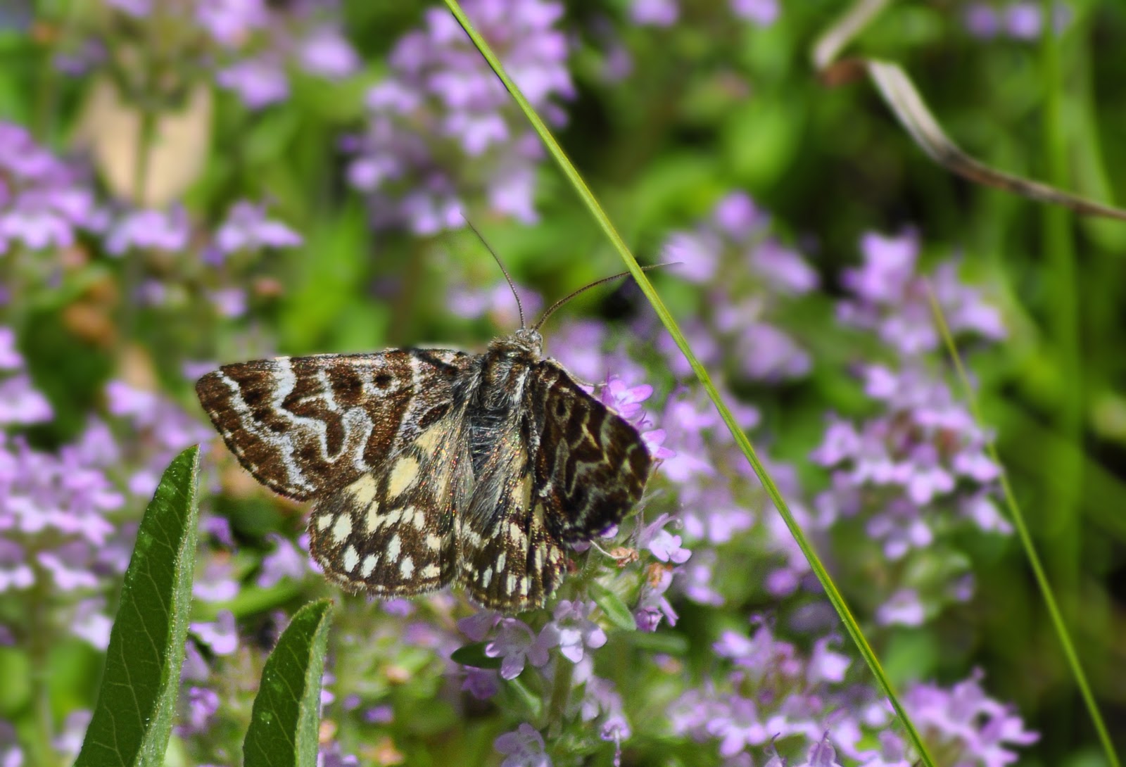 Euclidia (Callistege) mi