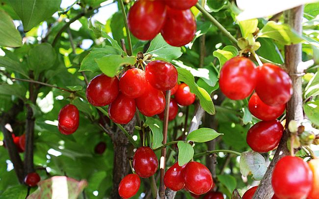 Coarne (Cornus mas)