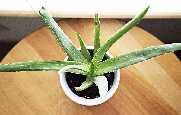 Aloe Vera