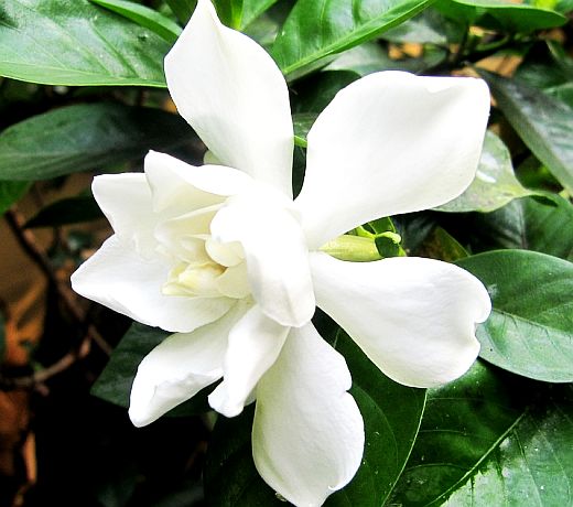 Gardenia