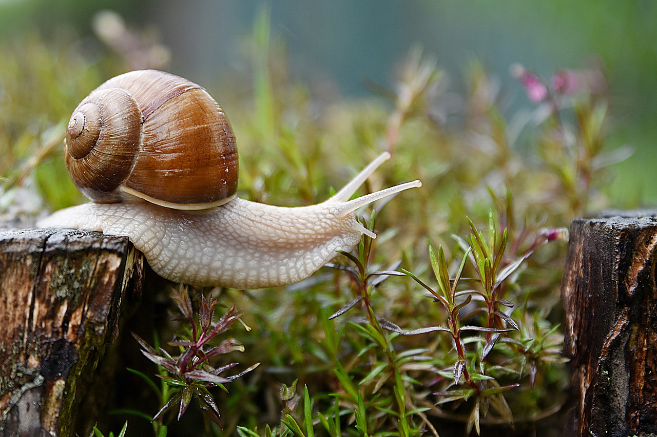 Rabdarea este puterea care calmeaza sentimentele de suparare si revolta – Sfantul Nectarie