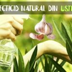 Insecticid natural din usturoi