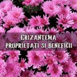 Crizantema proprietati si beneficii