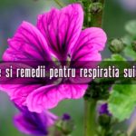 Remedii resRespirație grea, dificilă – 3 plante care ajută Sursa: https://lataifas.ro/boli-si-tratamente-naturiste/29811/respiratie-grea-dificila-remedii-naturiste/piratie suieratoare