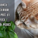 Plante de interior toxice pentru pisici