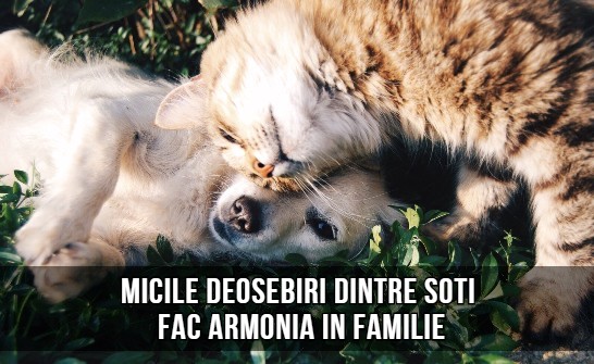 Micile deosebiri dintre soți fac armonia în familie 