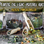 Plante de leac pentru raceli - reteta manastiresti