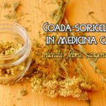 Coada-soricelului in medicina casei