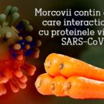Morcovii conțin compuși care interacționează cu proteinele virusului SARS-CoV-2