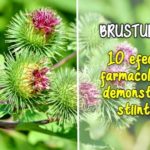 Brusturele - 10 efecte farmacologice demonstrate stiintific