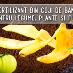 Fertilizant din coji de banane pentru legume, plante si flori