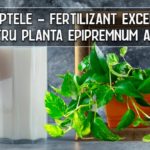 Fertilizant din lapte pentru Epipremnum aureum