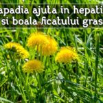Papadia ajuta in hepatite si boala ficatului gras